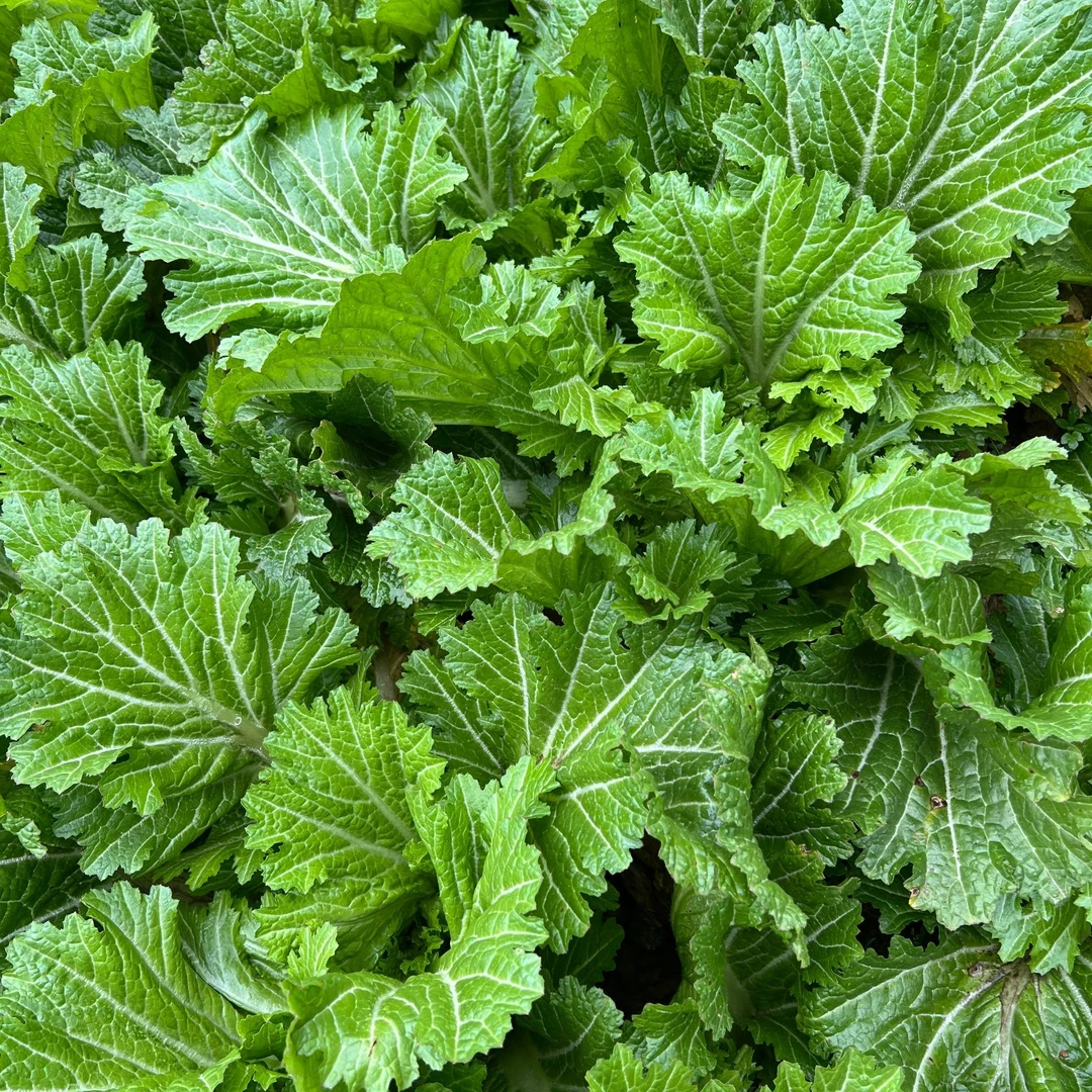 【青菜】湖北恩施高山露天农家自种应季蔬菜现采生鲜青菜