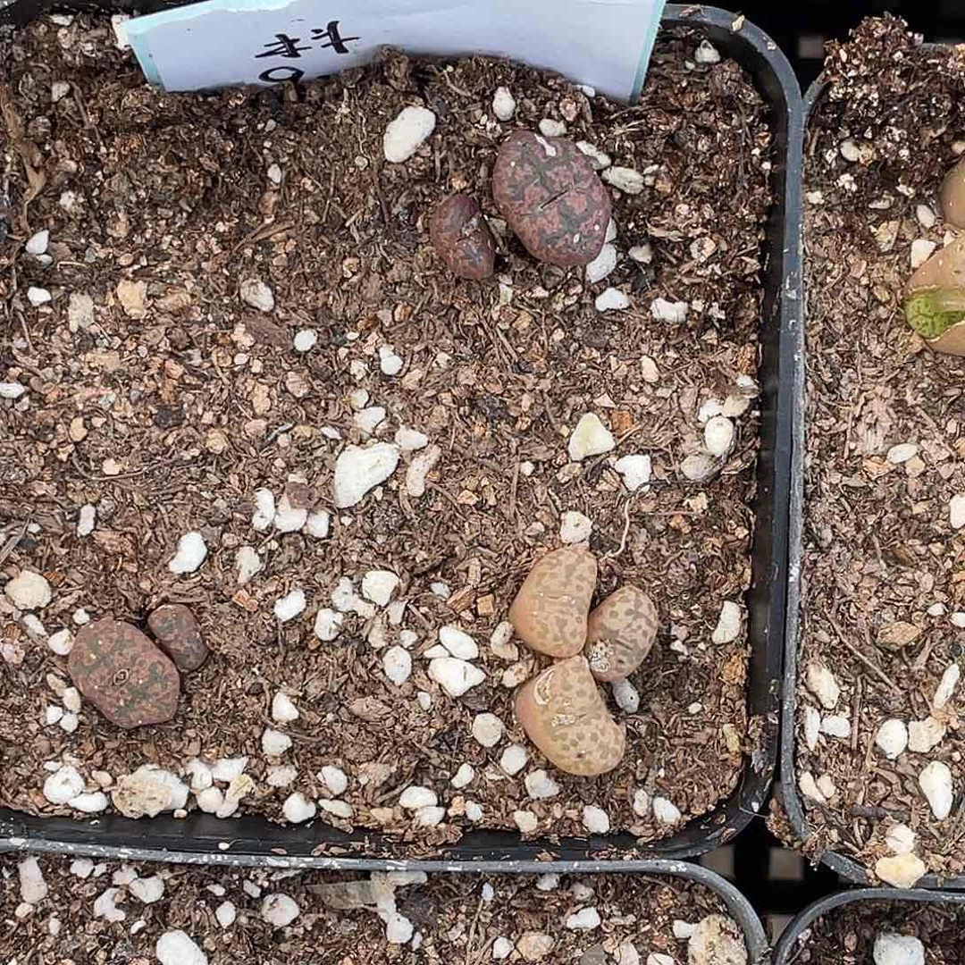 小*口9-131肉锥多肉植物