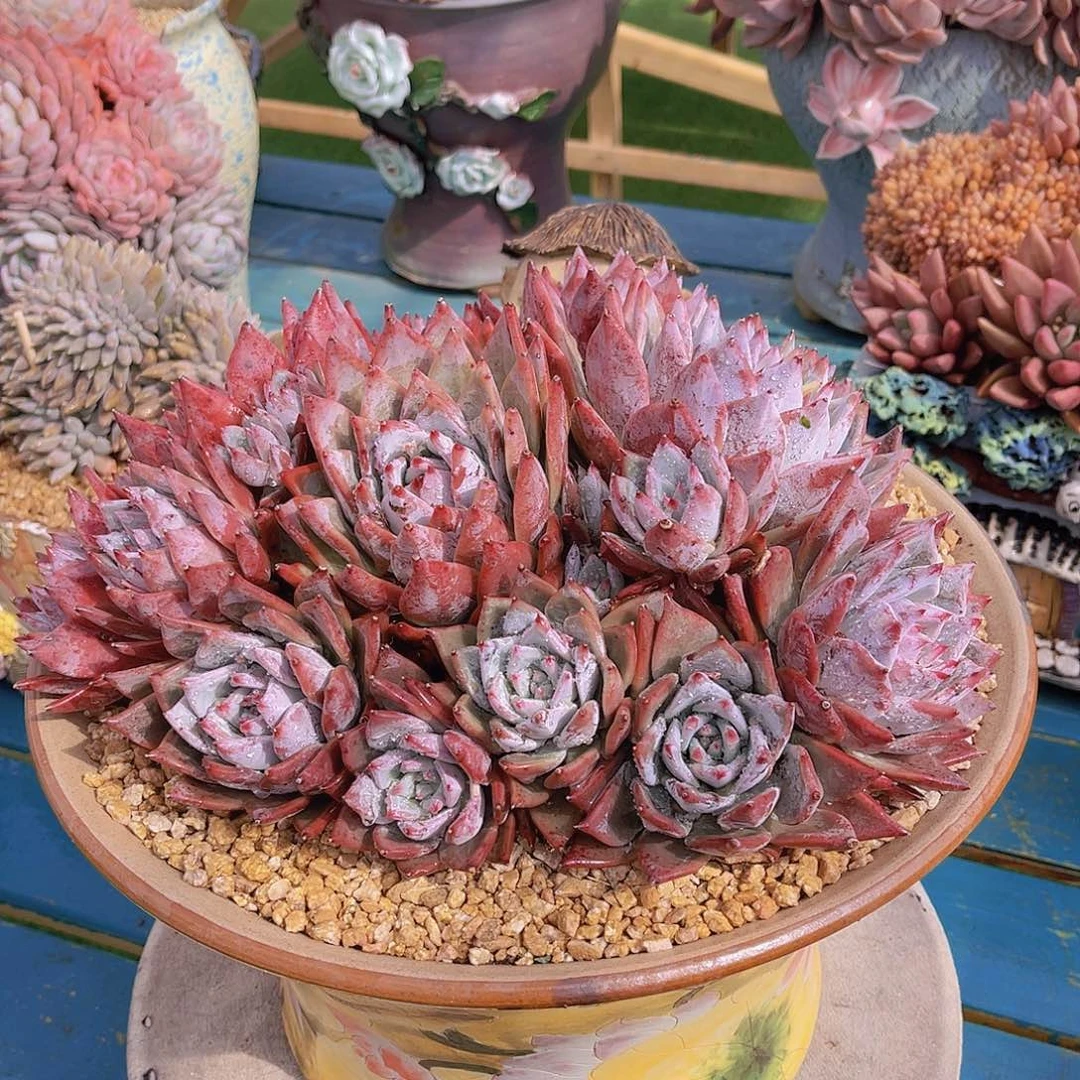 ?*然多肉祖母绿杂安不带盆