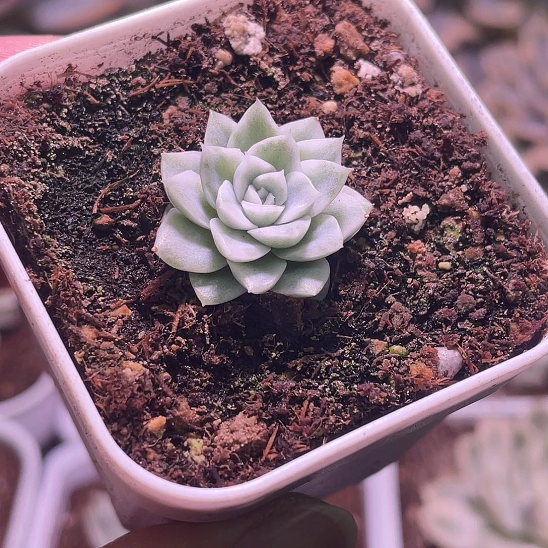 云台麦秆锦植物一物一拍