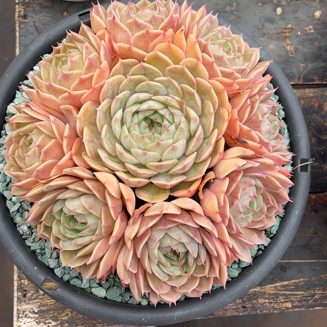 多肉植物一物一拍