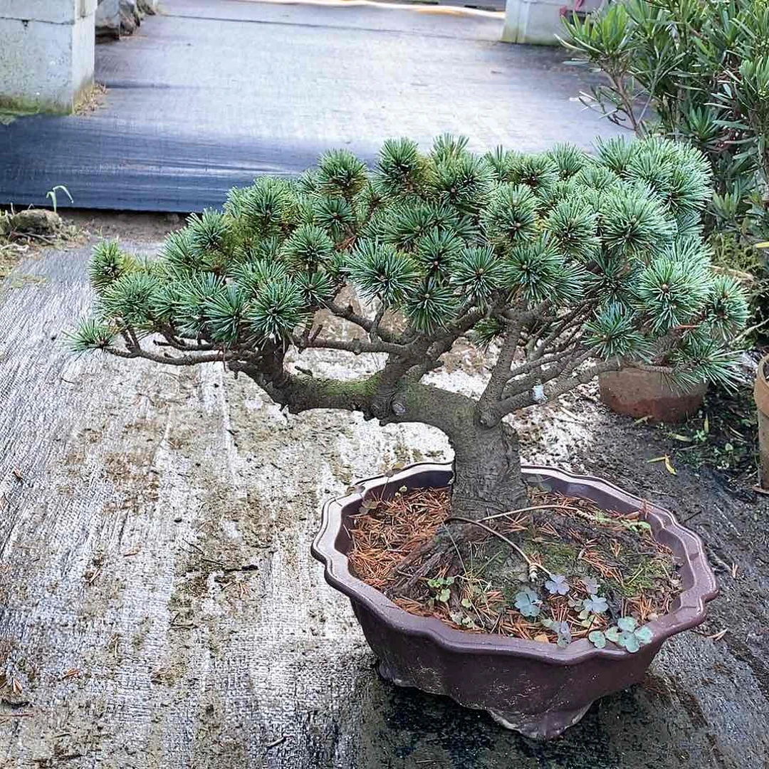 【闪购商品】无花朵用****6盆景