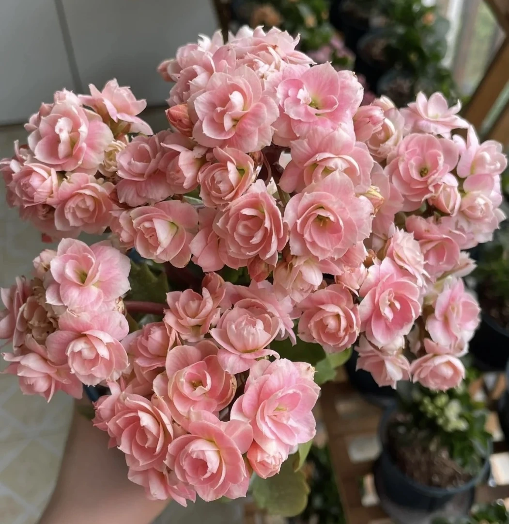 长寿花【维罗纳】110盆 室内精美盆栽 带花苞发货