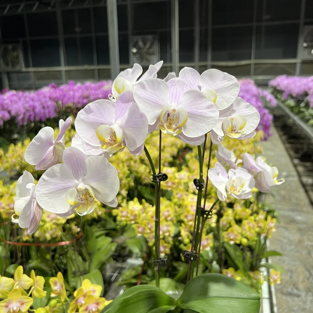 予兰花卉（马德里）全花3.5寸杯发货