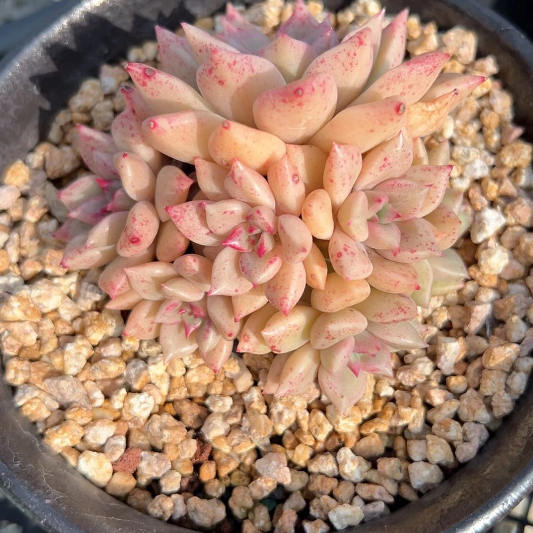 璀璨（满38包邮）多肉