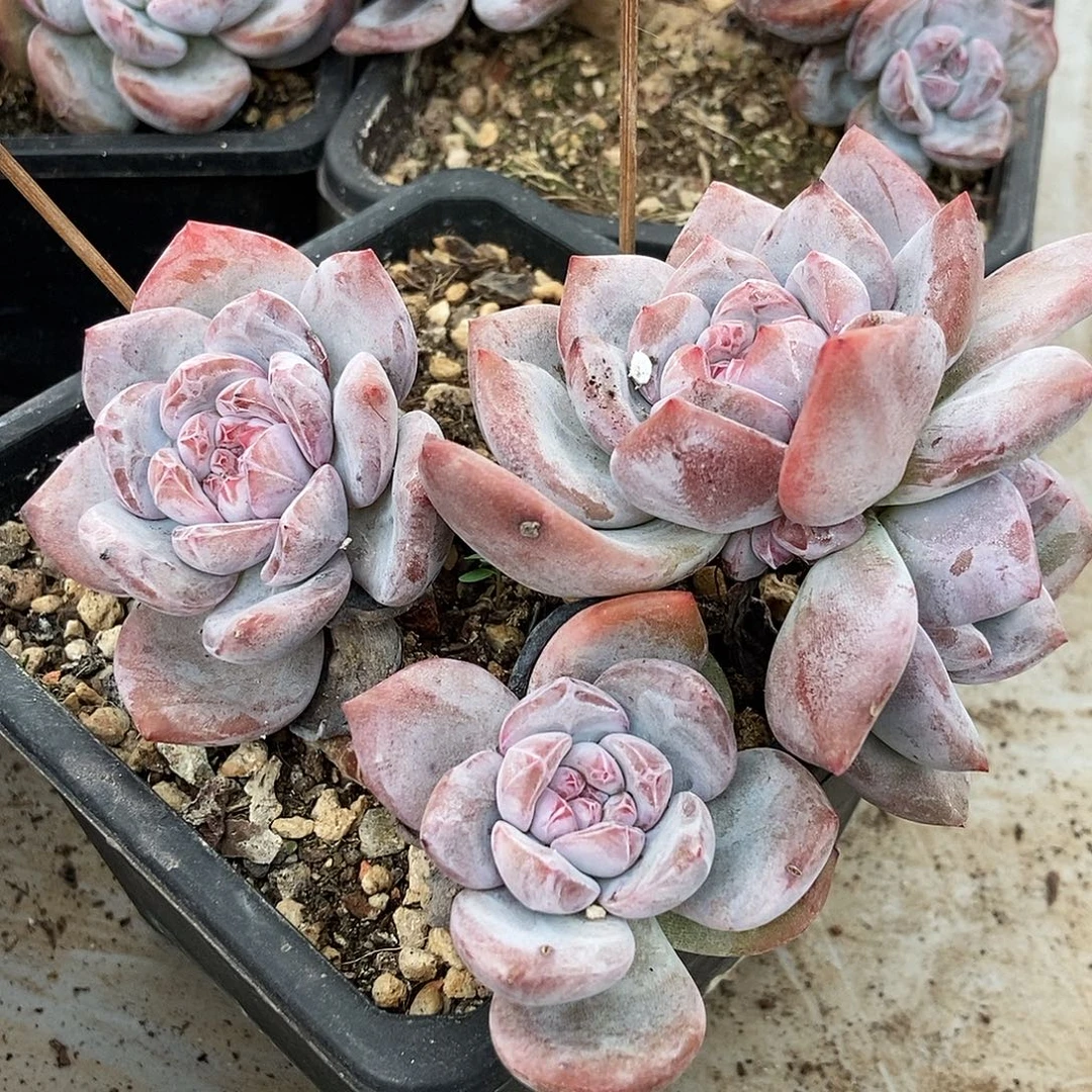 星影随机方盆有砍随机4头有糖心
