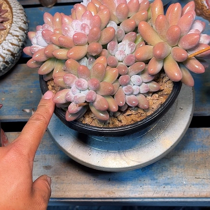 多肉植物一物一拍