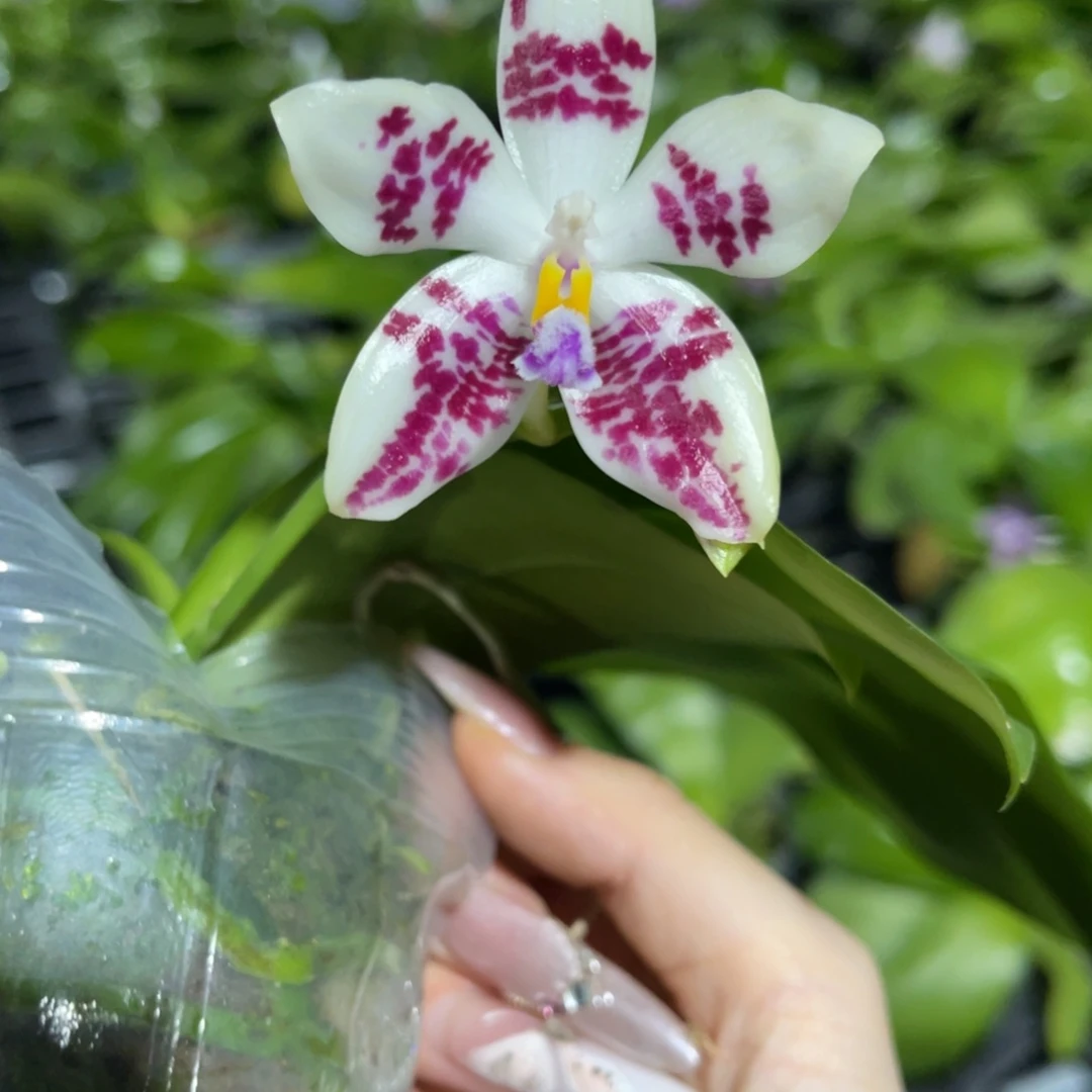 完全开放蘑菇盾蝴蝶兰