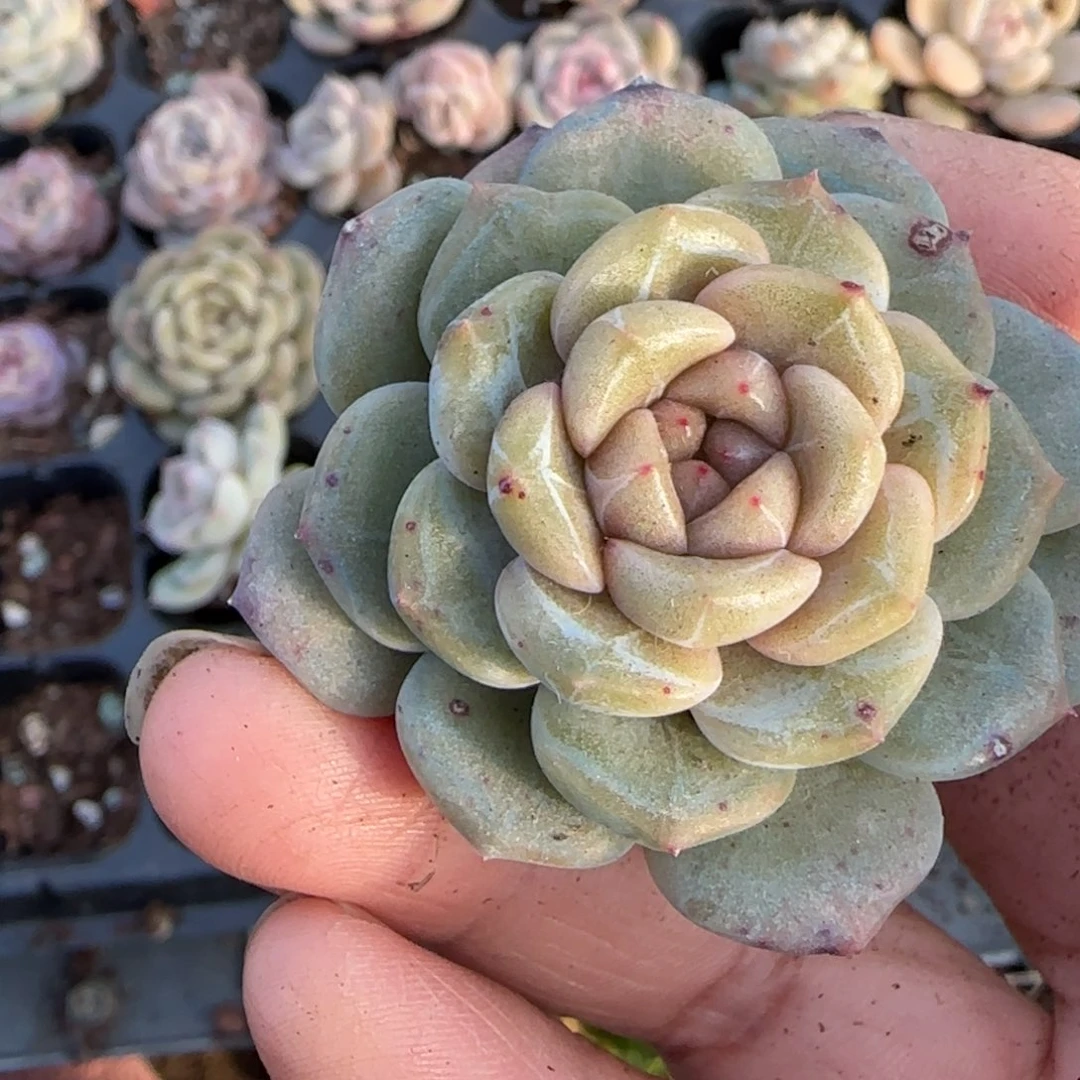 多肉小卡拉米糖心一物一拍