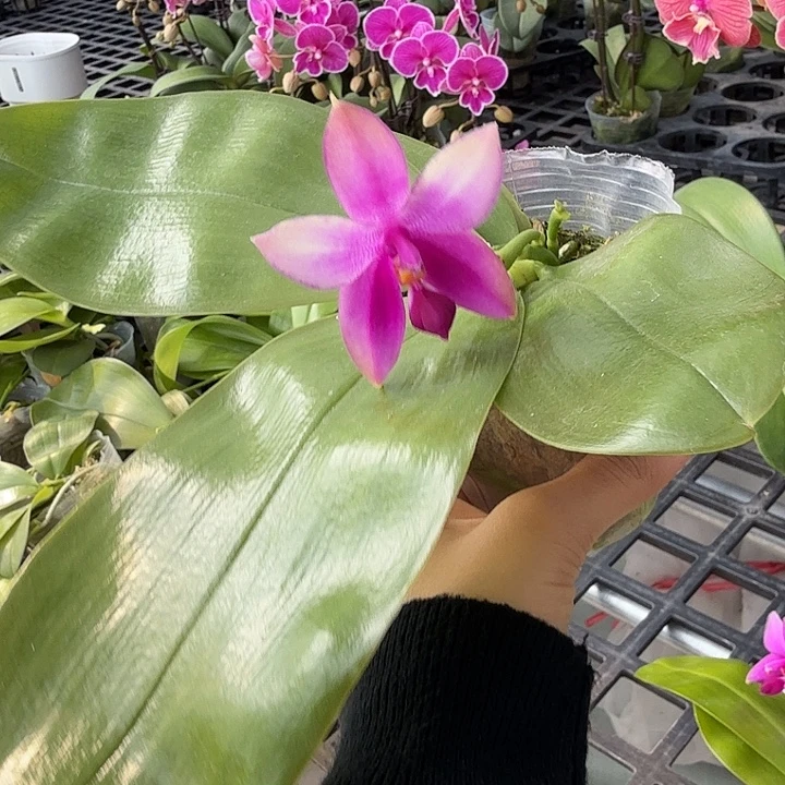 淼***大部分开放少量花苞866