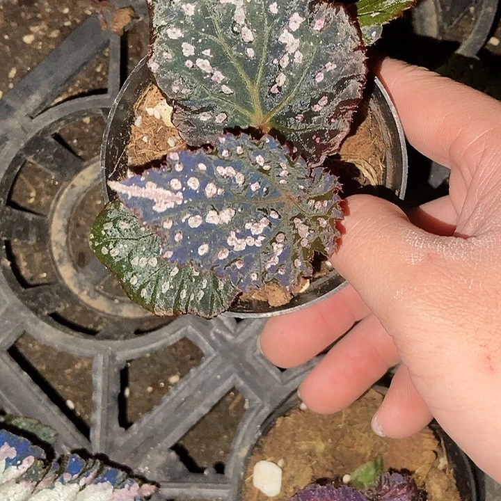 杂交秋海棠一物一拍