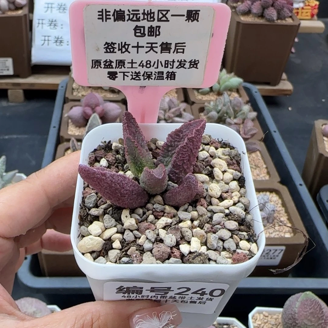 240战狼多肉植物