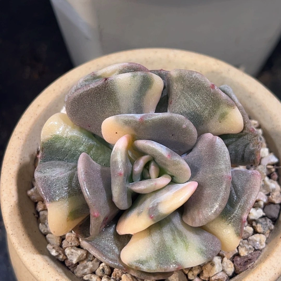 多肉特价雪精灵锦