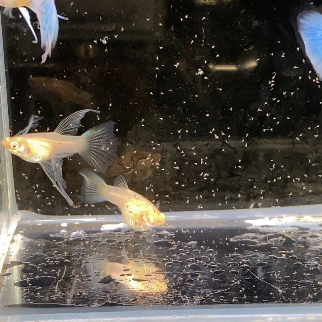 孔雀鱼极光绒球一对 送缎带加普通