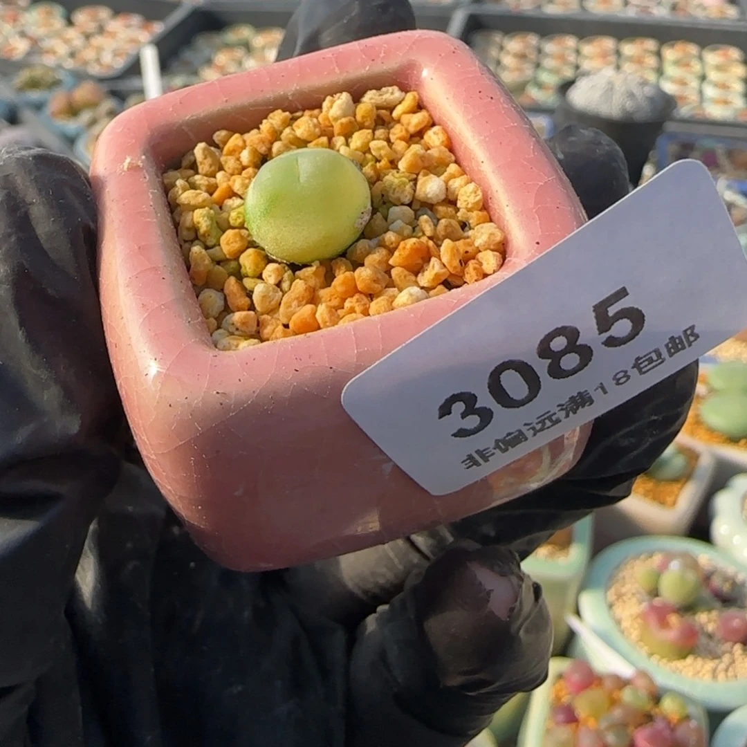 3085-一物一拍 带盆