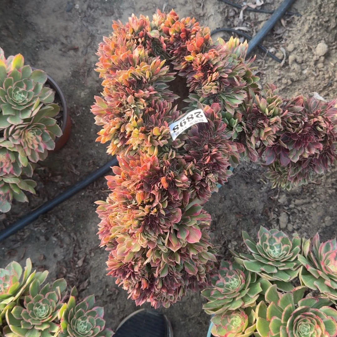 18-47法师女神缀2898