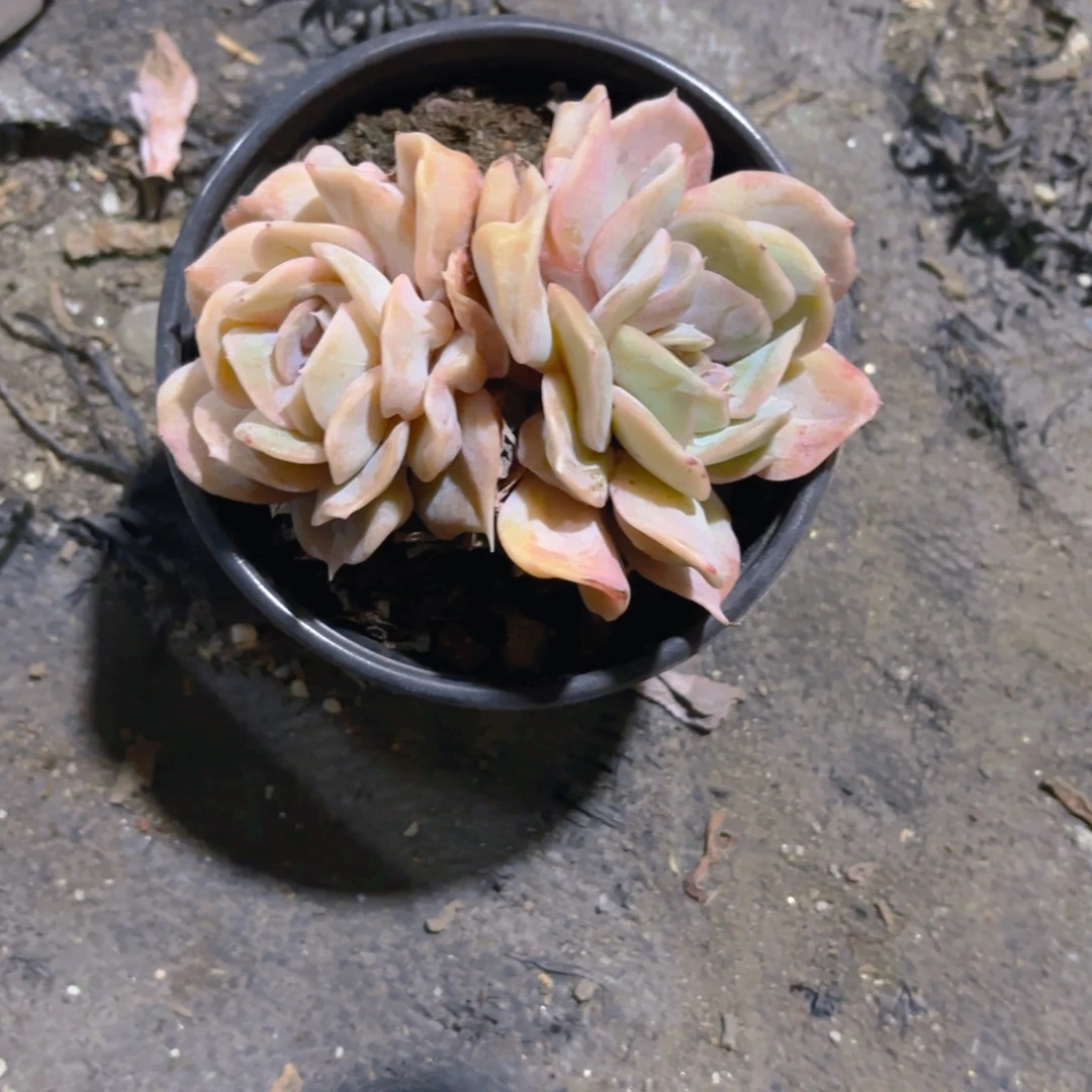 欧***特云瑶仙子新疆包邮12cm