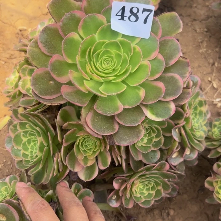微瑕奶白多肉植物487