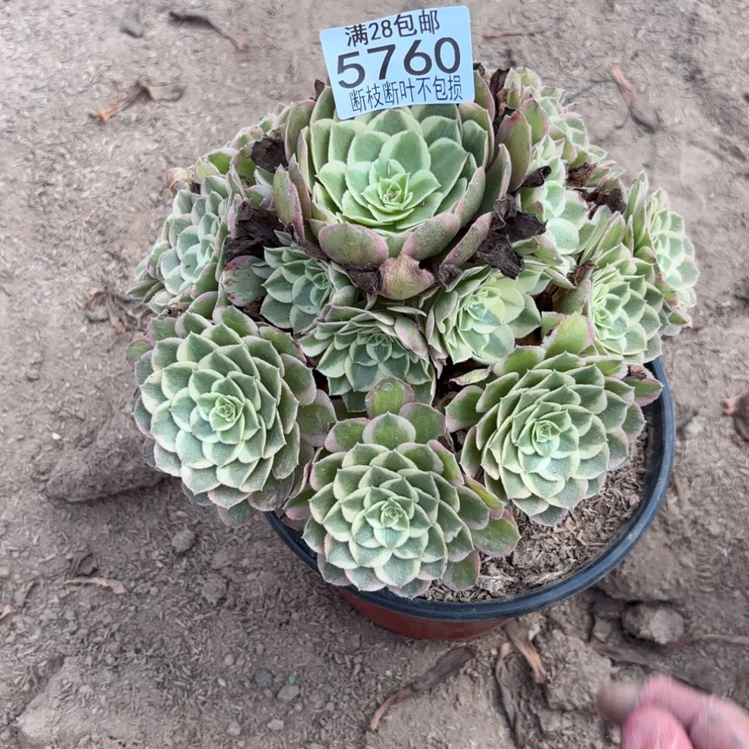 O. 5760孔雀翎多肉，cede