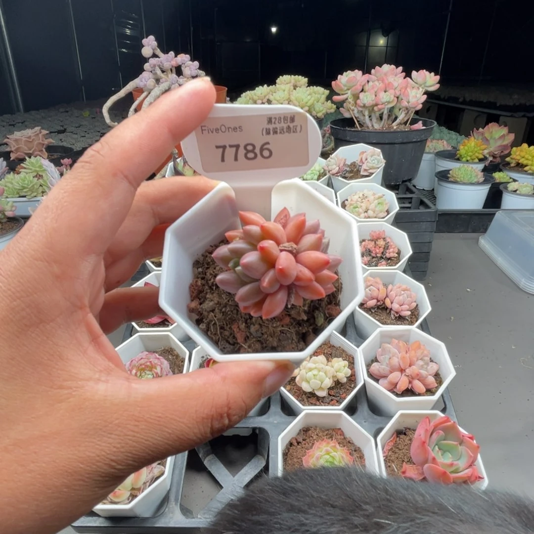 7786红蜻蜓4.0厘米