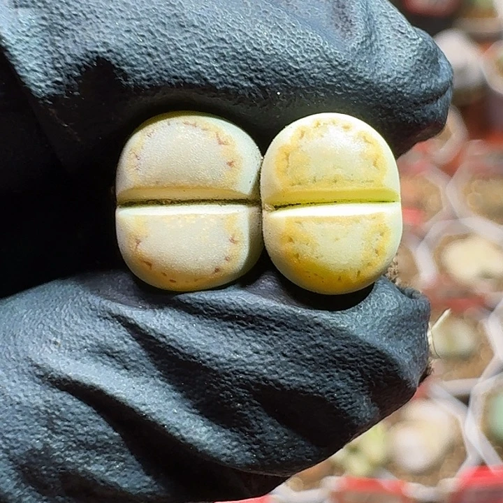 生石花11111111。   232