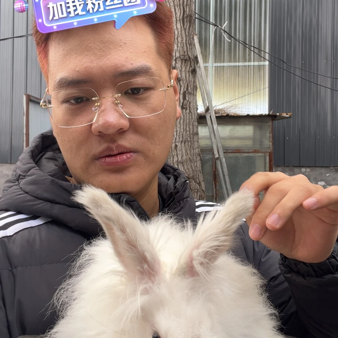 双血统英系安哥拉兔子