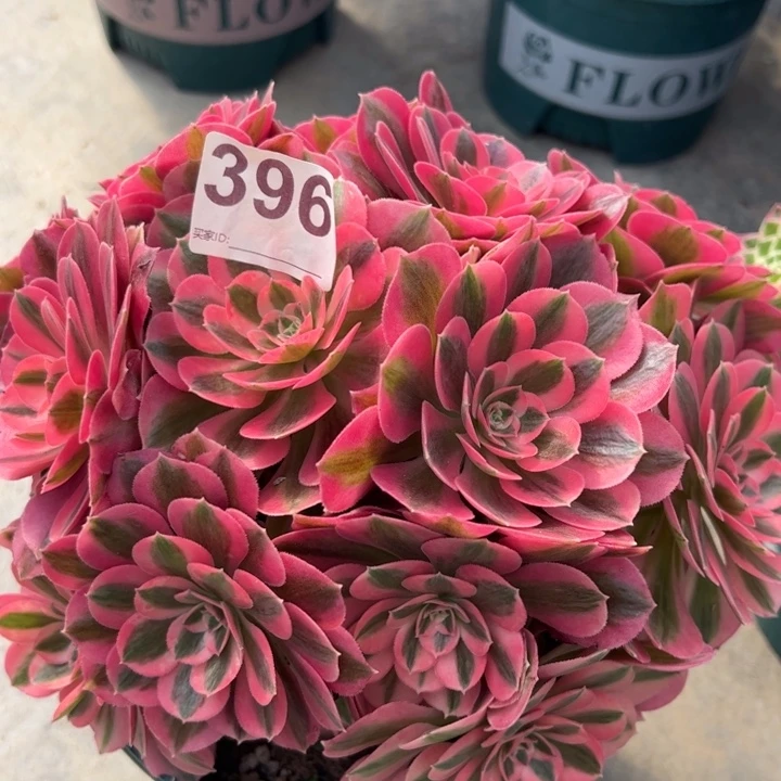 396女巫20厘米左右