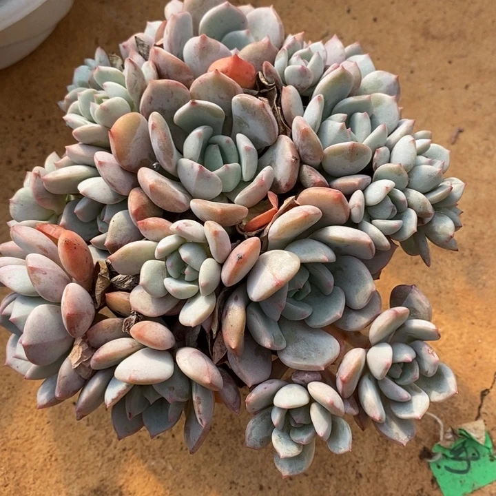 D455- 直播福利 捧花