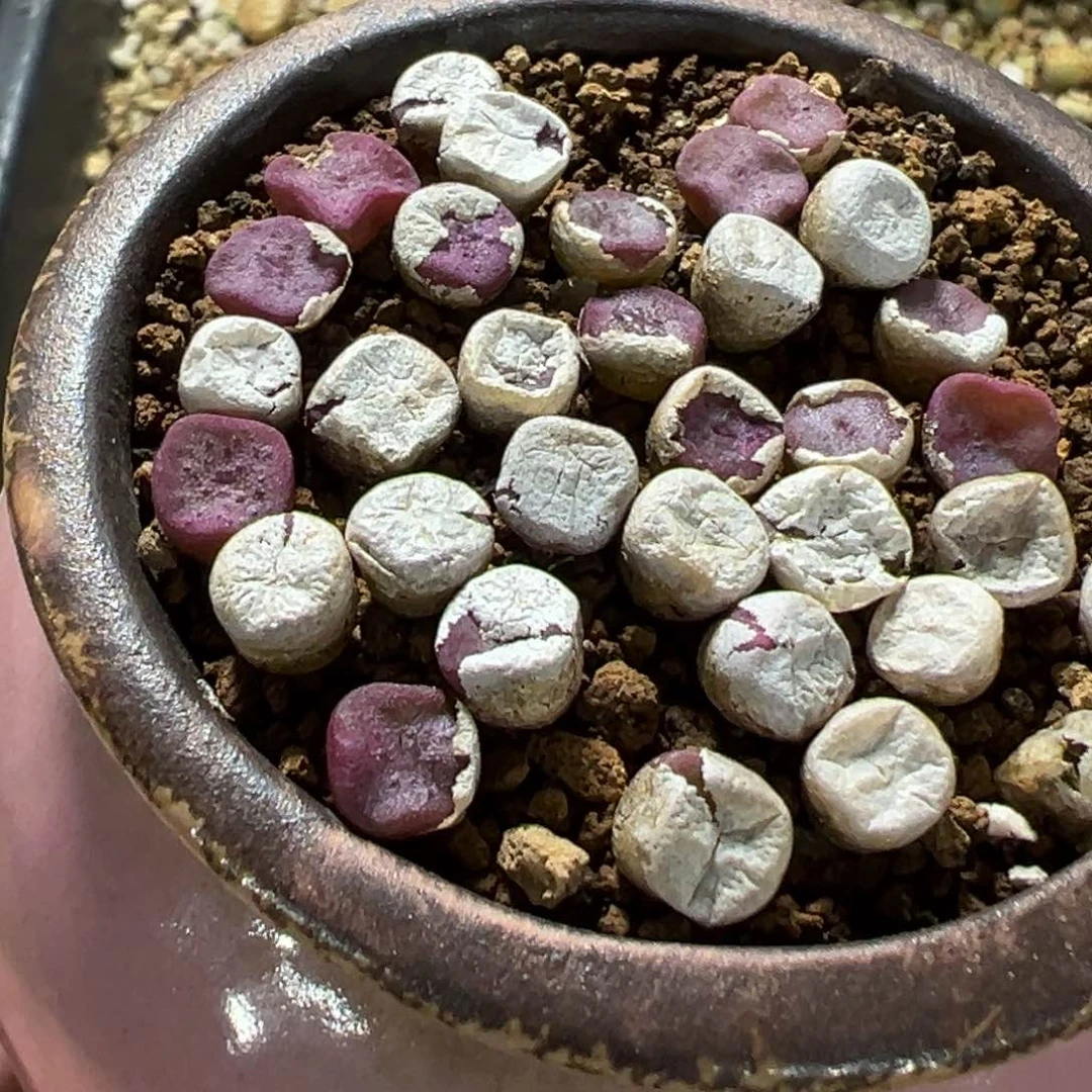 量拍园艺紫方碗10颗。多肉