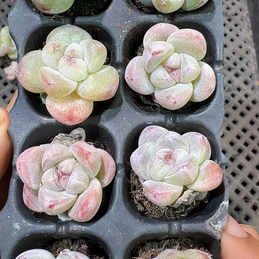 321 号到手1框一物一拍