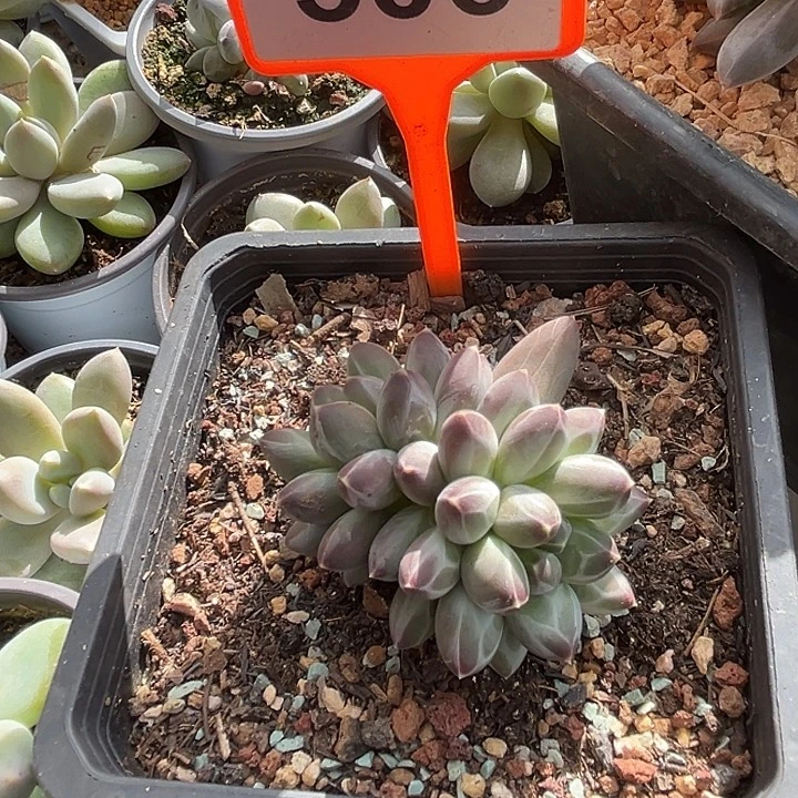 申公豹一物一拍506