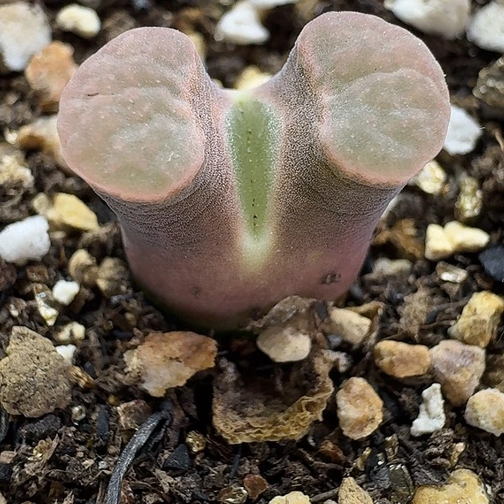 老马生石花磁铁624