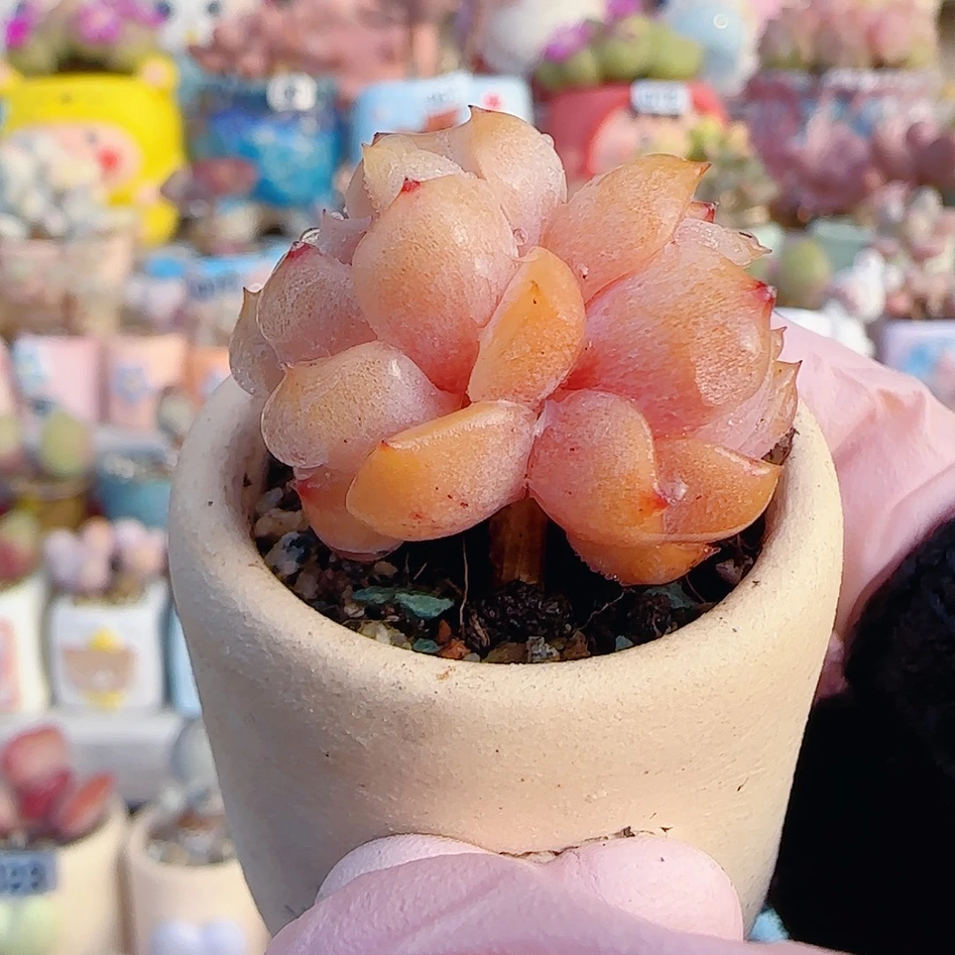 L 福利纯爱 盆口3cm