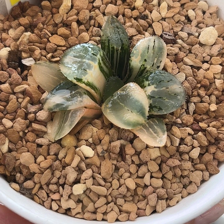 490池田玻璃克锦福利