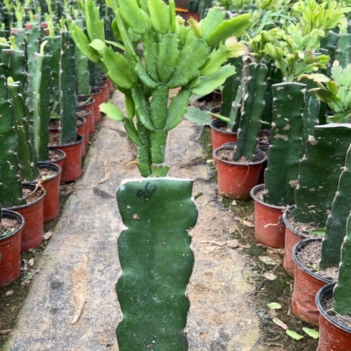 当前无花栽培后可以开花067  1886