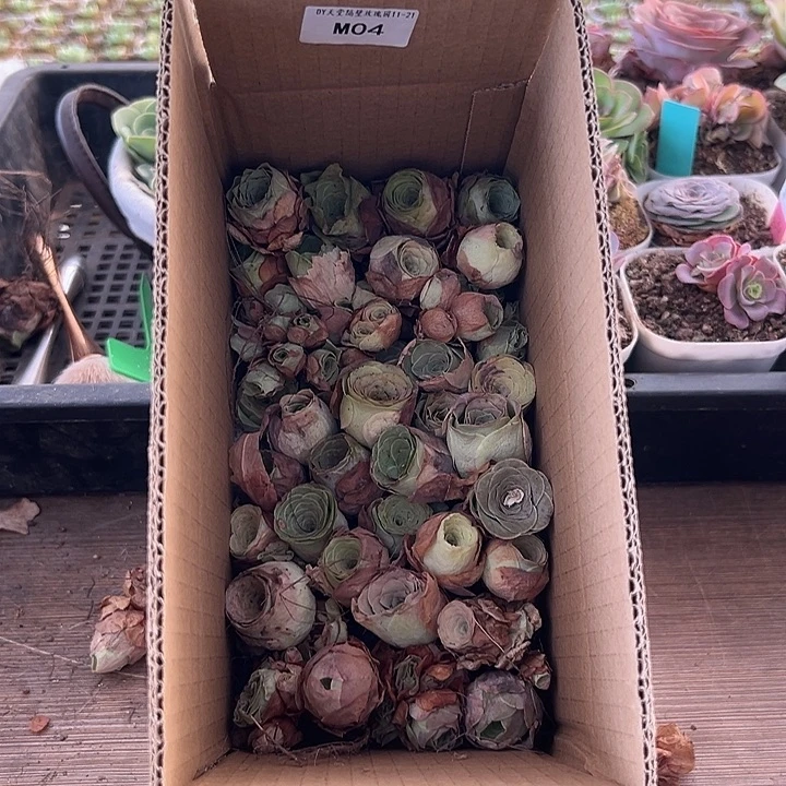 苗苗山地玫瑰2厘米小的一箱量拍08