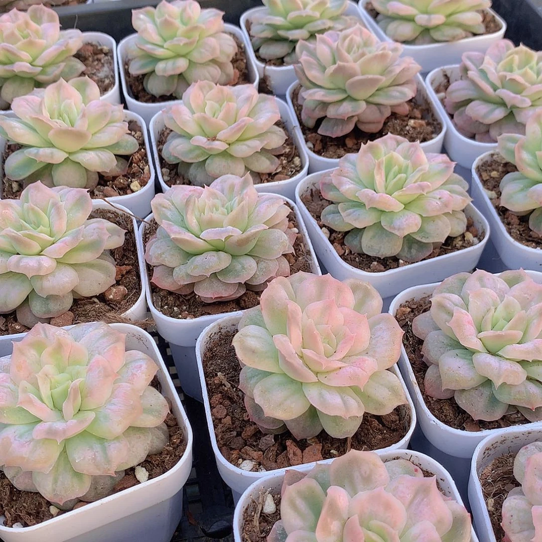 泡泡纱裙24557788999