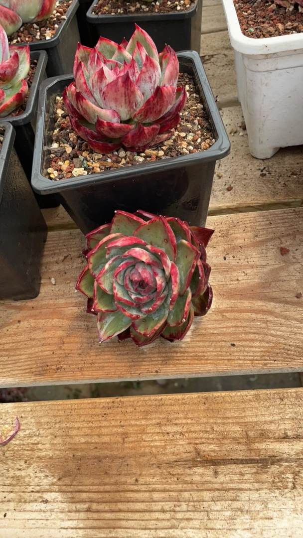 惊鸿仙子一物一拍