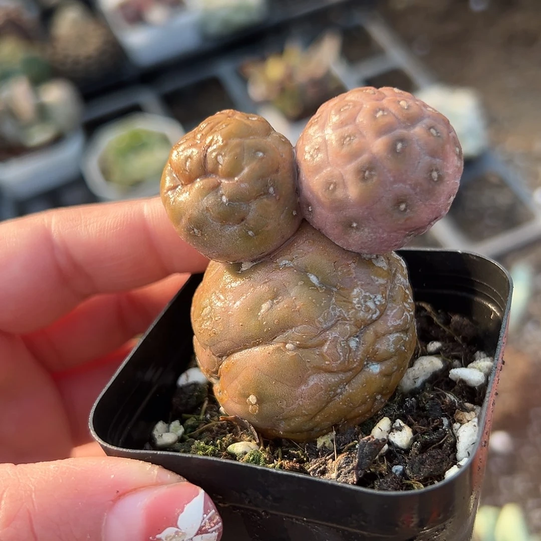 多肉植物米奇习志野