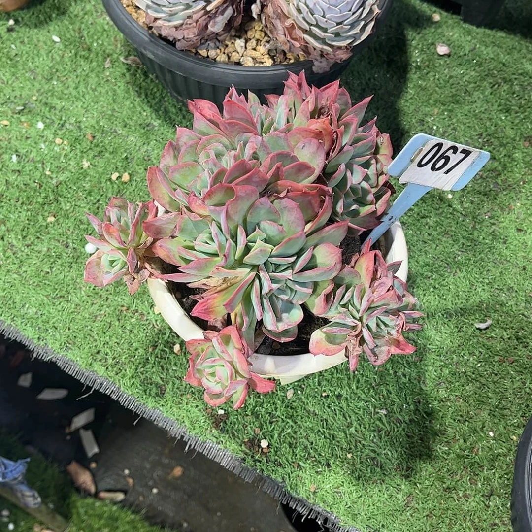 韩***学绮罗多肉植物保护067