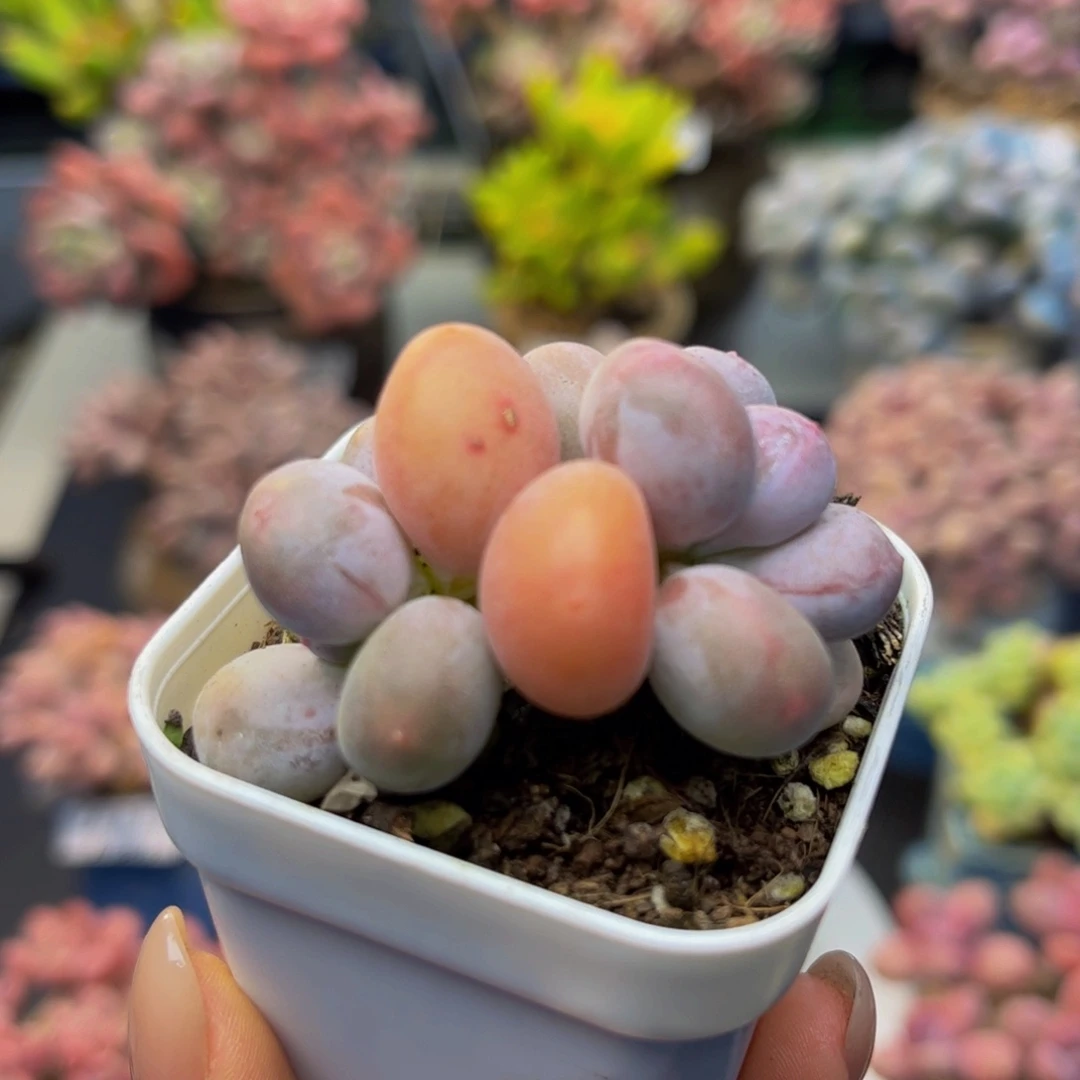 424-小糖豆多肉4cm