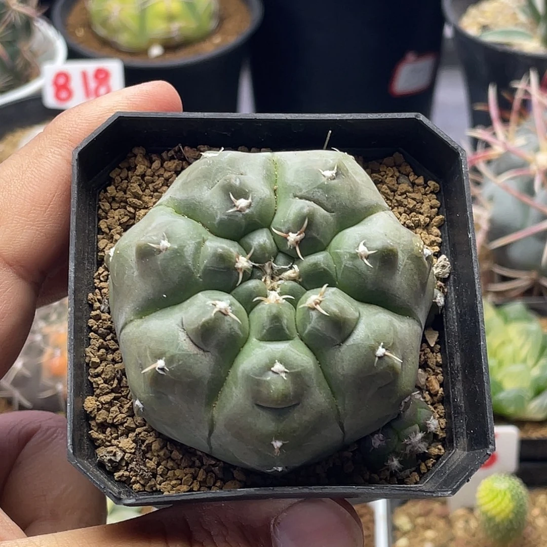 实生短豪刺铅皮 带侧芽