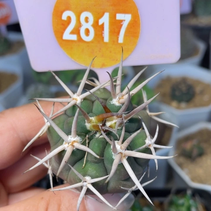实生狂刺碧岩玉2817