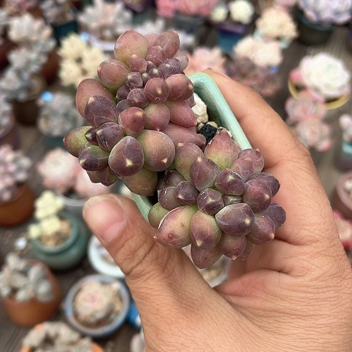 千代 带盆发 3.5口盆