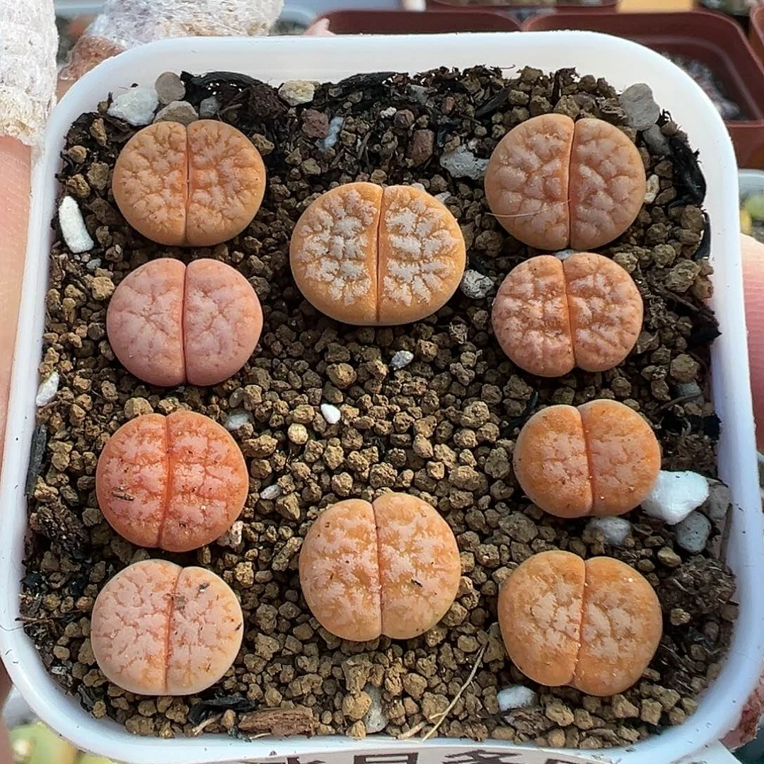 104拿铁189带盆土发货