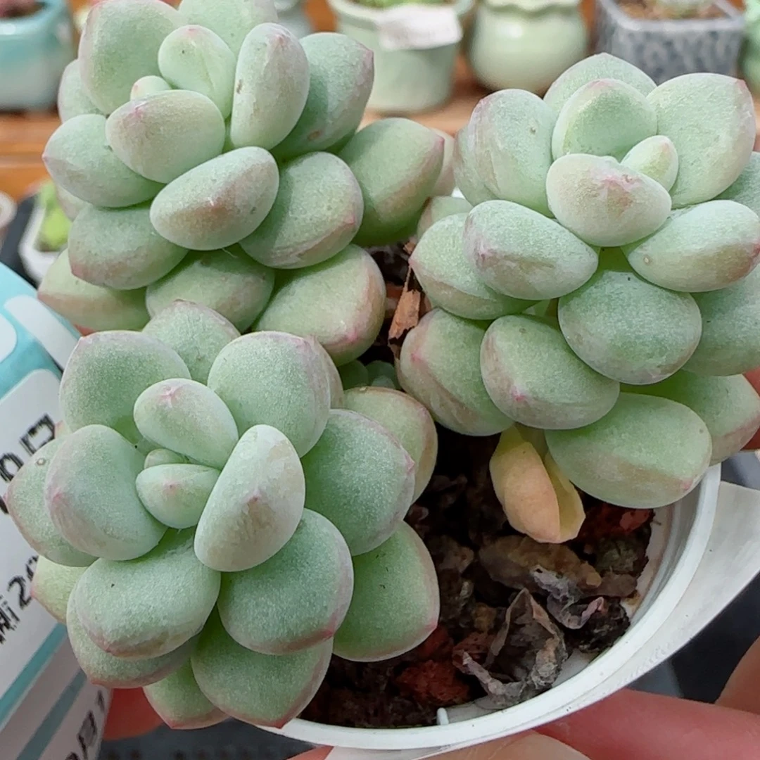 花语逸镜1019-237泡泡糖