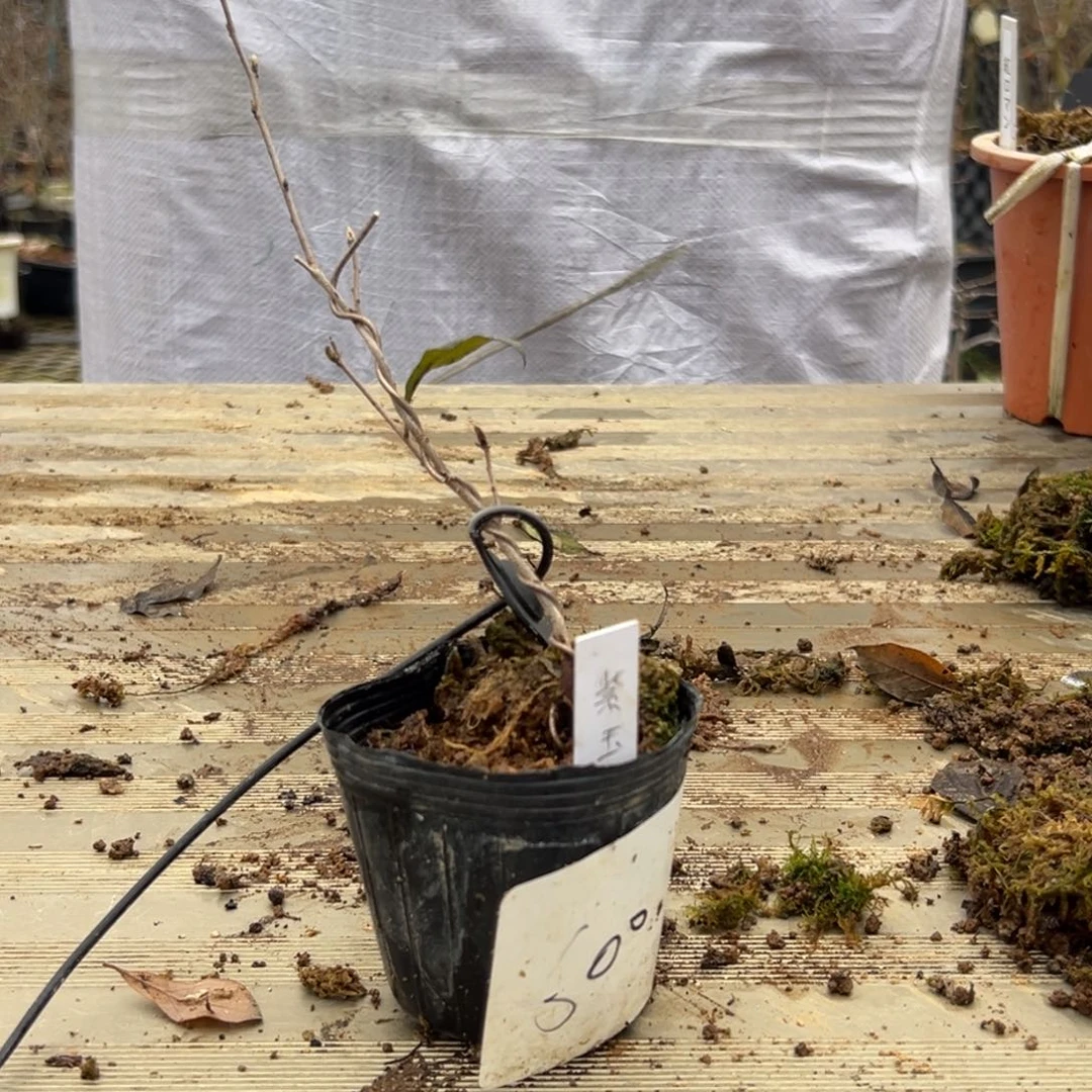 后***人哈哈哈哈哈紫玉哈哈