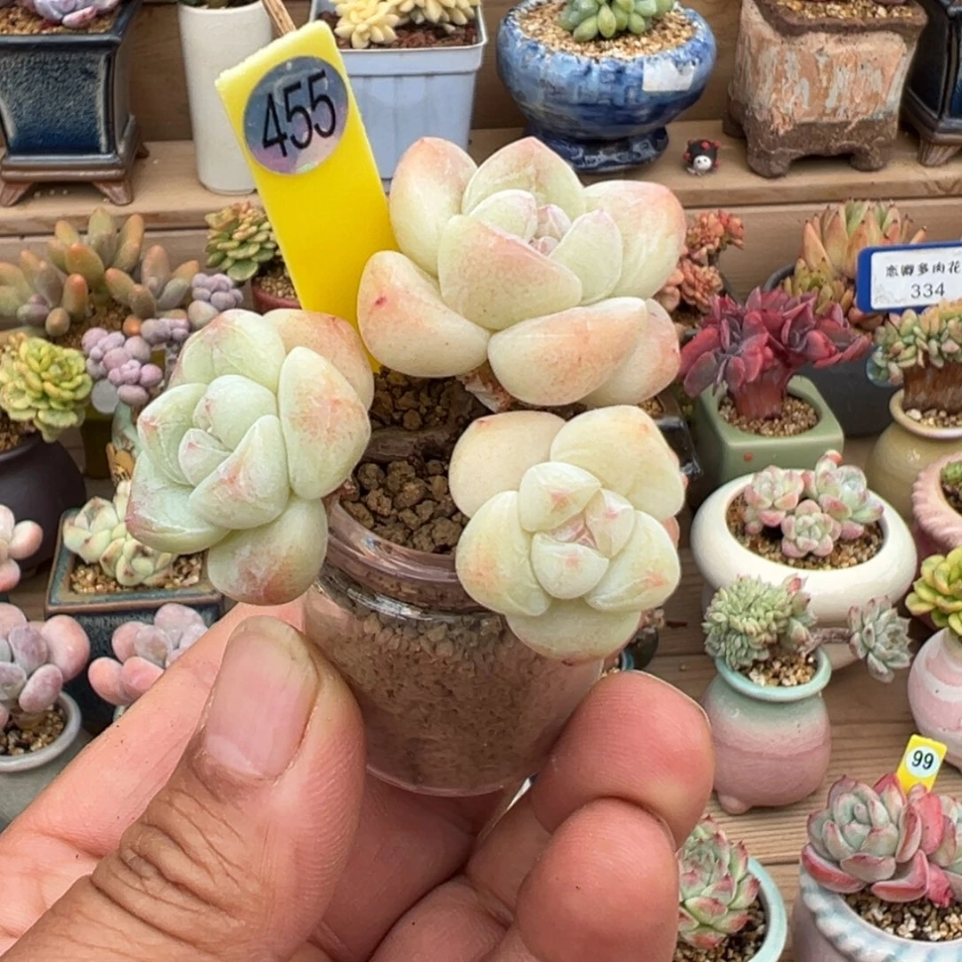 455号冰玉老桩无砍3头
