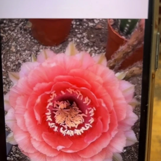 彩草507号4.5-5公分左右