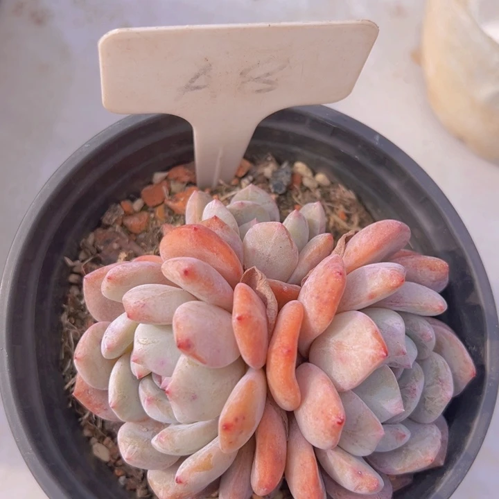 健健康康平平安安